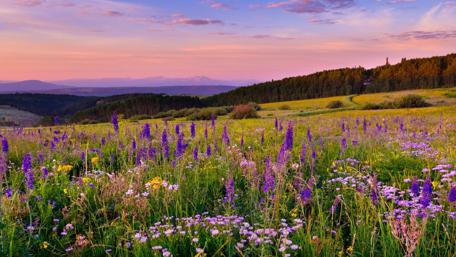 Vibrant Spring Meadow at Dusk wallpaper