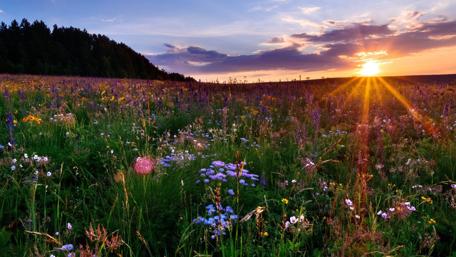 Vibrant Sunset Over a Flower Field wallpaper