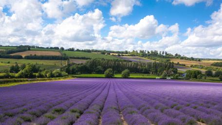 Vibrant Lavender Fields Under Blue Skies wallpaper