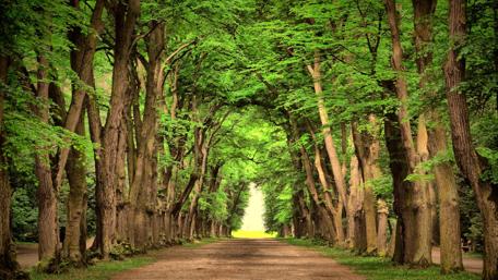 Lush Green Tree Canopy Pathway wallpaper