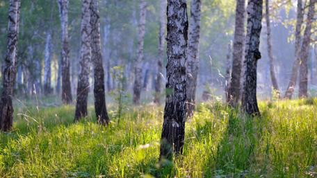 Sunlit Birch Forest Serenity wallpaper