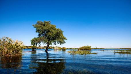Serene Waters and Whispering Trees wallpaper
