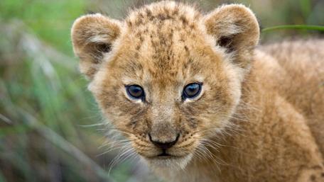 Lion Cub's Innocent Stare wallpaper