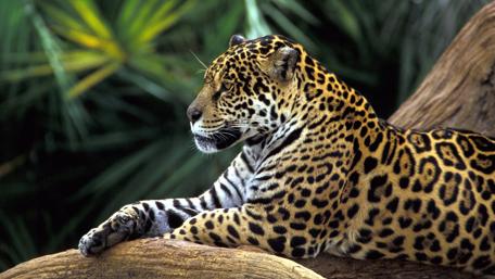 Majestic Leopard Resting in Jungle Serenity wallpaper