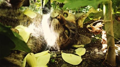 Charming Cat Among Vibrant Flowers wallpaper