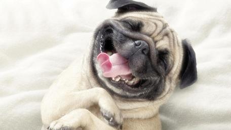 Jovial Pug Enjoying a Leisurely Day wallpaper
