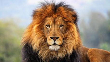 Regal Lion Stare Captured in Natural Surrounding wallpaper