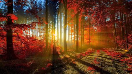 Sunset Symphony in Red Woods wallpaper