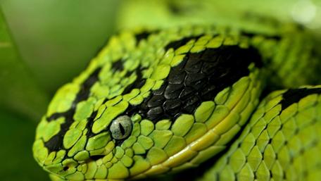 Vibrant Green Snake Portraits in Nature Artistry wallpaper