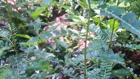Lush Greenery Embracing Nature's Beauty wallpaper