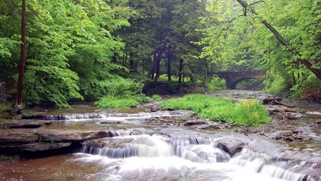 Tranquil Stream Flowing Through Lush Greenery wallpaper