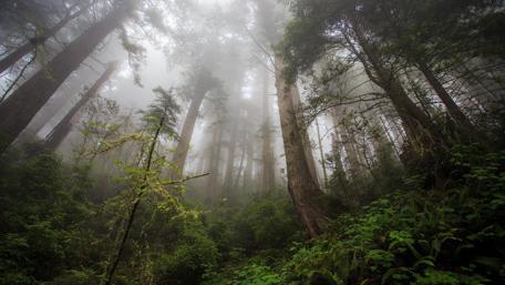 Enchanted Forest in Misty Fog wallpaper