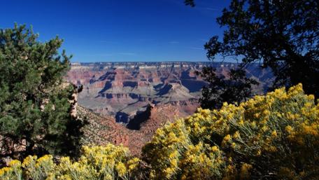 Majestic Grand Canyon Landscape with Vibrant Flowers wallpaper