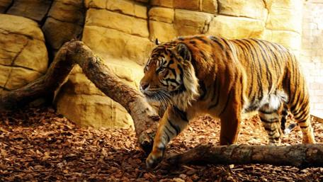 Mighty Striped Predator in Its Realm wallpaper