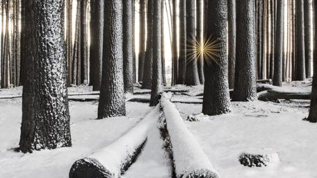 Winter Forest with Sunlit Snowy Trees wallpaper