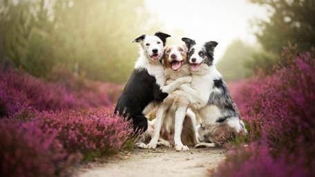 Three Dogs Hugging in Fields of Flowers wallpaper