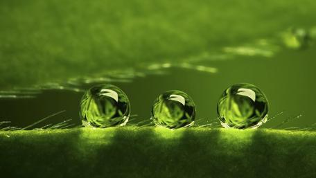 Glistening Dew Drops on Leaf wallpaper