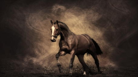 Majestic Brown Horse in Motion wallpaper