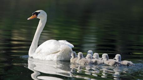Gentle Swan and Adorable Cygnets Swimming Together wallpaper