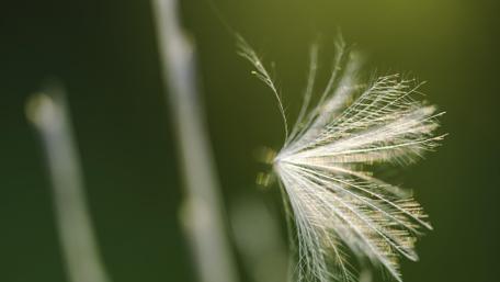 Delicate Beauty of Nature's Whispering Wonders wallpaper