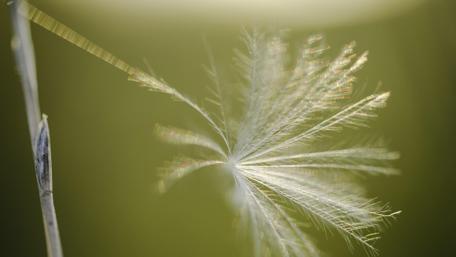 Delicate Whisper of Nature's Beauty wallpaper