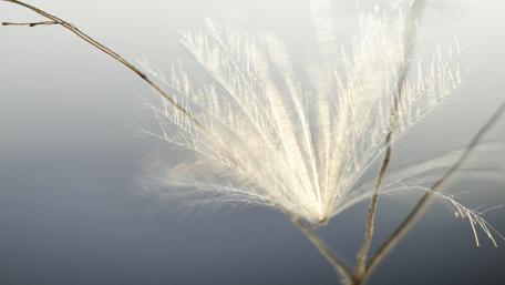 Delicate Whispers of Nature's Beauty wallpaper