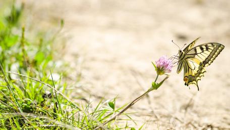 Delicate Butterfly on a Blooming Flower in Nature wallpaper