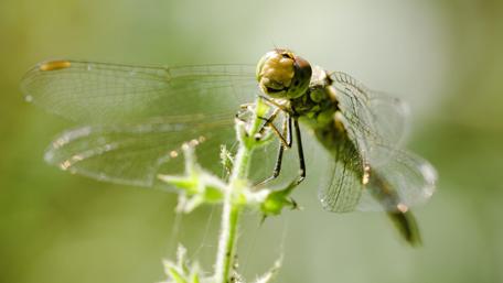 Intricate Dragonfly in Serene Greenery wallpaper