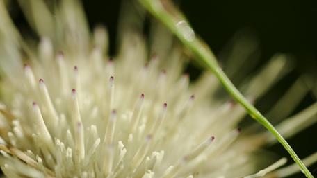 Delicate Beauty of Nature in Brasov wallpaper
