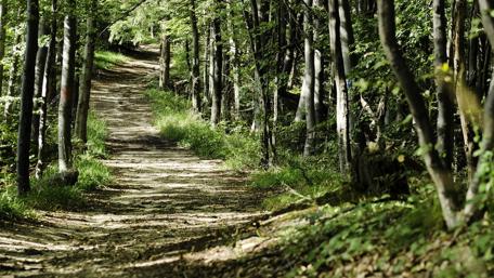Forest Path in Brasov wallpaper