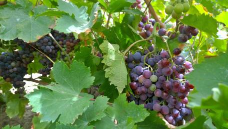 Vibrant Grapes Among Lush Green Leaves wallpaper