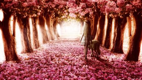 Dreamy Journey Through Blooming Petals wallpaper