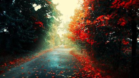 Vibrant Autumn Pathway Through Nature’s Beauty wallpaper