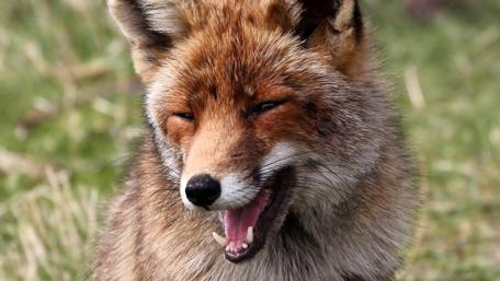 Charming Fox Enjoying the Sunlight wallpaper