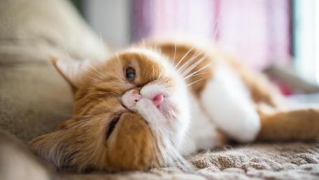 Cozy Orange Cat Relaxing on Soft Surface wallpaper