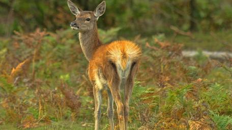 Gentle Stroll of a Fawn in Nature's Embrace wallpaper