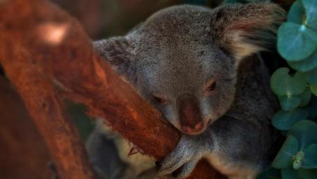 Cozy Koala Hugging Tree Branch wallpaper