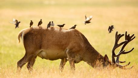 A Charming Encounter in Nature's Harmony wallpaper