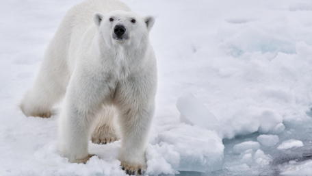 Gentle Giant of the Arctic Wildlife Scene wallpaper