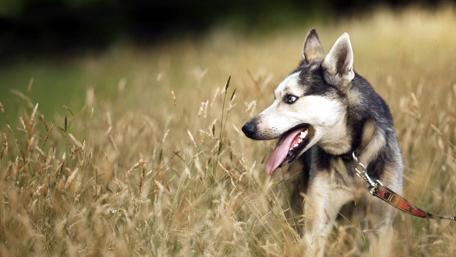 Playful Dog in a Sunlit Field wallpaper