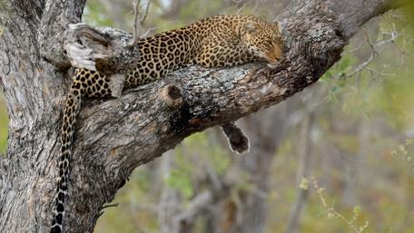 Majestic Leopard Resting in a Tree wallpaper