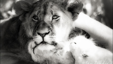 Majestic Lions in Monochrome Beauty wallpaper