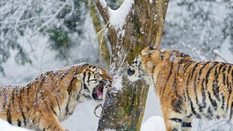 Tigers in a Snowy Showdown wallpaper