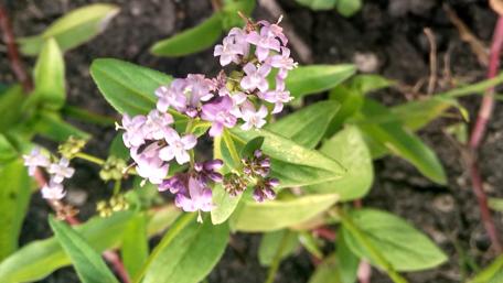 Delicate Purple Flowers in Bloom wallpaper