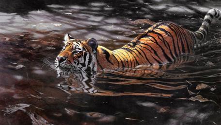 Majestic Tiger in Calm Waters wallpaper