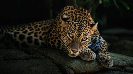 Majestic Leopard in Natural Habitat wallpaper