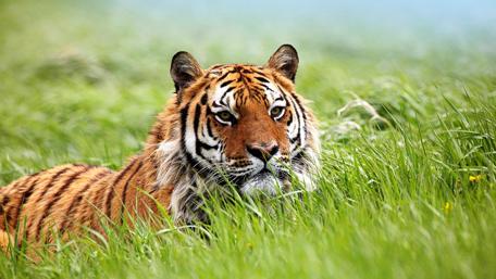 Majestic Tiger in Lush Grass wallpaper