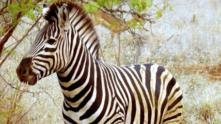 Majestic Striped Zebra in the Wild wallpaper