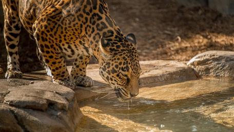 Majestic Jaguar at Water's Edge wallpaper