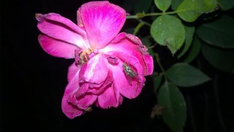 Vibrant Pink Rose with Nature's Visitors wallpaper